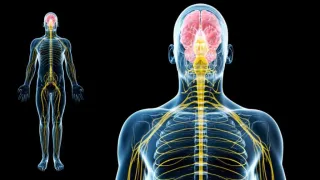 Vagus Nerve - Therapy at Inspira PT